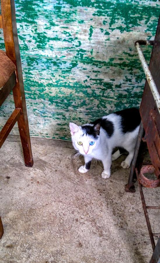 Discover Kinchkha Satsiskvilo Dış mekan fotoğraf
